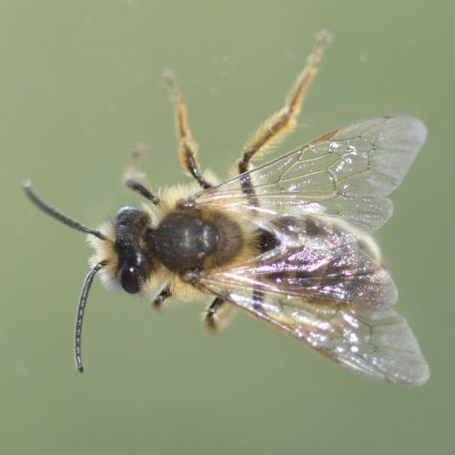 Andrena sp.